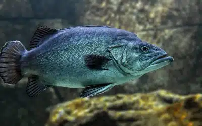 Top 7 Places to Fish in Montana