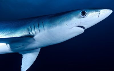 Shark Fishing Tips from the Pros